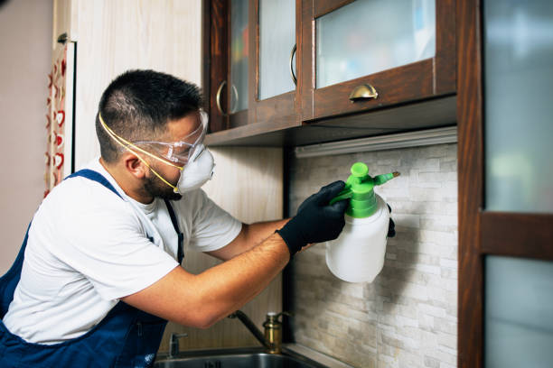 Best Termite Control Services  in Melrose, MN