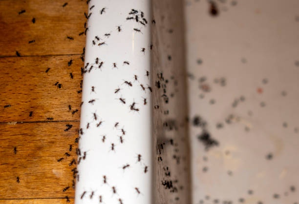 Best Cockroach Control Services  in Melrose, MN