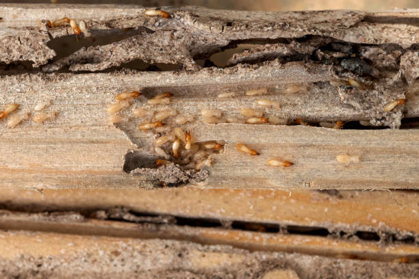 Spider Control Near Me in Melrose, MN